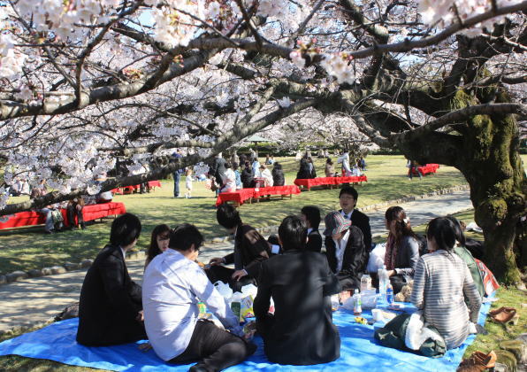 春爛漫、舞鶴公園の花見